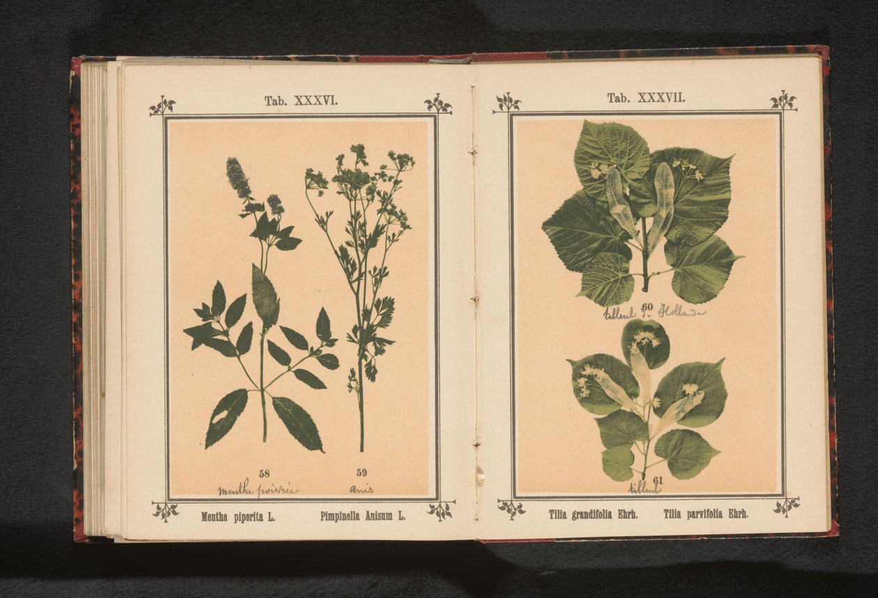 Kesäkalmun oksa ja talvikalmun oksa Tilia grandifolia Ehrh. Tilia parvifolia Ehrh. (otsikko esineessä) tekijältä Anonymous