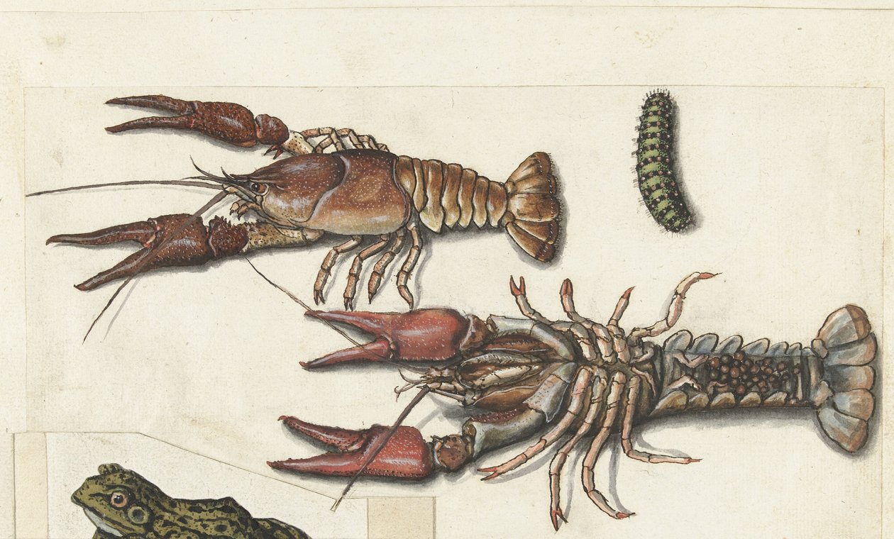 Kaksi langoustinia ja toukka Cangrejos (otsikko esineessä) Lombard-albumi (sarjan nimi) tekijältä Anonymous