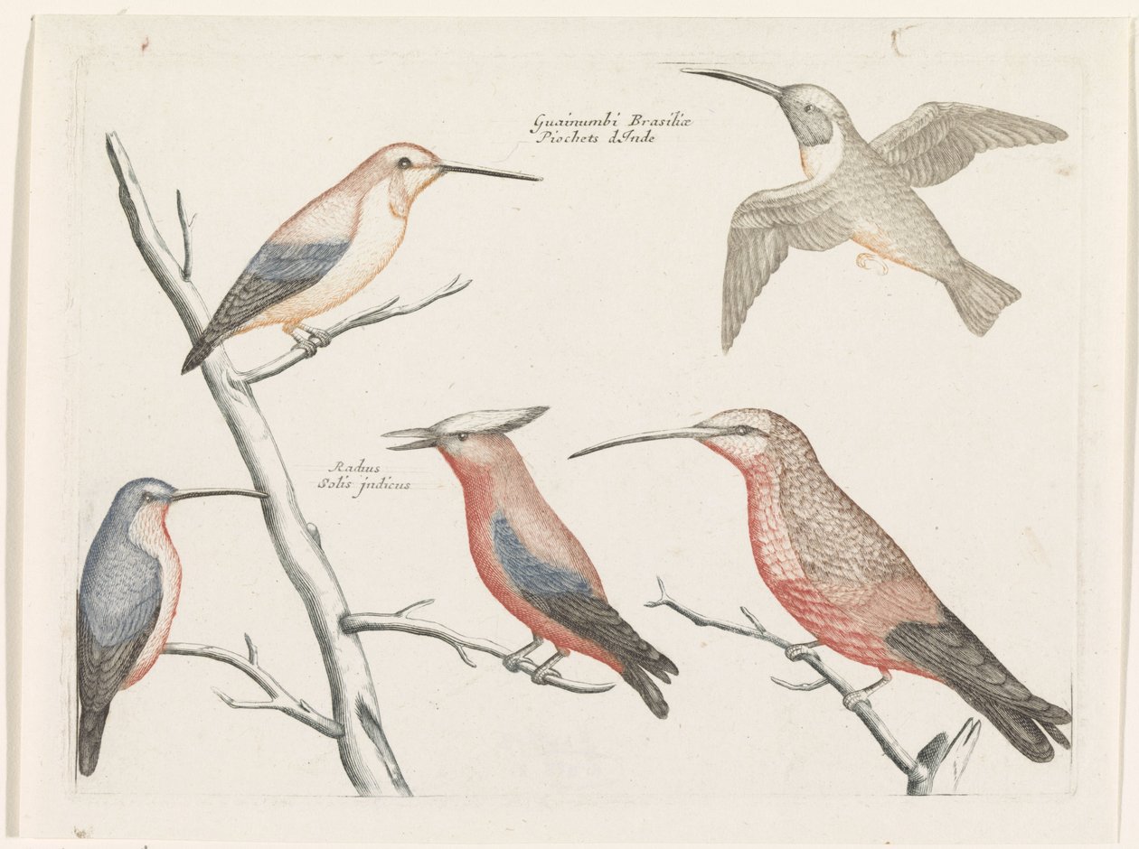 Viisi erilaista hummingbird-lajia tekijältä Anonymous