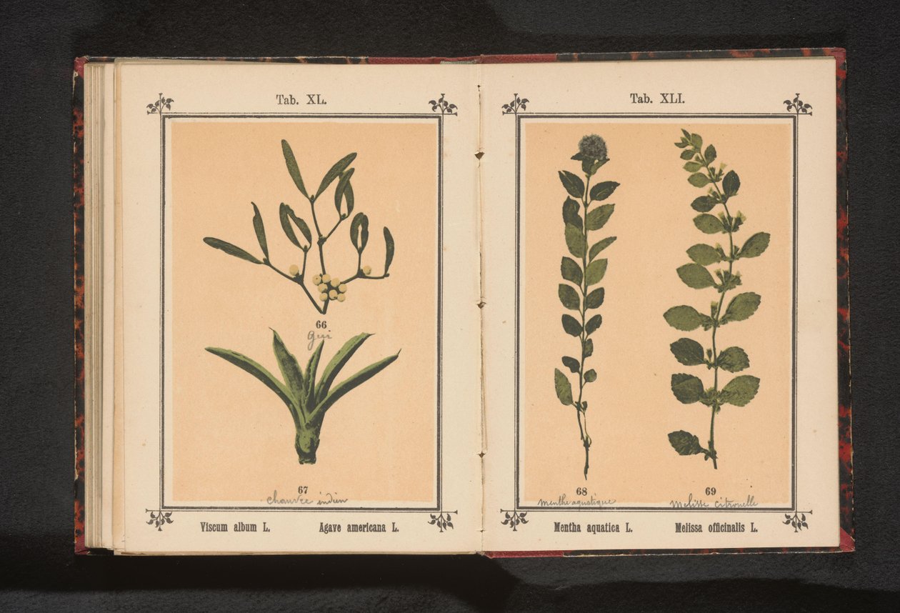 Aigua de menta i bàlsam de llimona Mentha aquatica L. Melissa officinalis L. (títol sobre objecte)finès tekijältä Anonymous