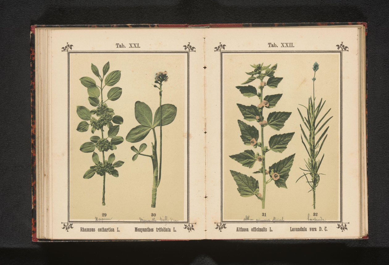 Wedgedoorn ja vesikuivuvat lehdet Rhamnus cathartica L. Menyanthes trifoliata L. (otsikko esineessä) tekijältä Anonymous