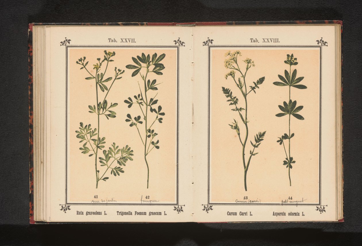Wijnruit en fenegriek Ruta graveolens L. Trigonella Foenum graecum L. (títol sobre objecte) finlandès tekijältä Anonymous
