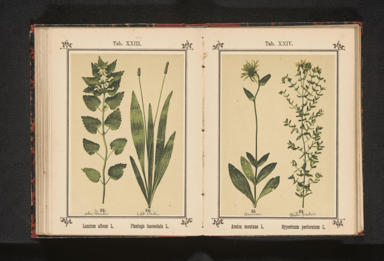 Valkoinen kuollut nokkonen ja kapea jauhobanaani Lamium album L. Plantago lanceolata L. (otsikko esineessä) tekijältä Anonymous
