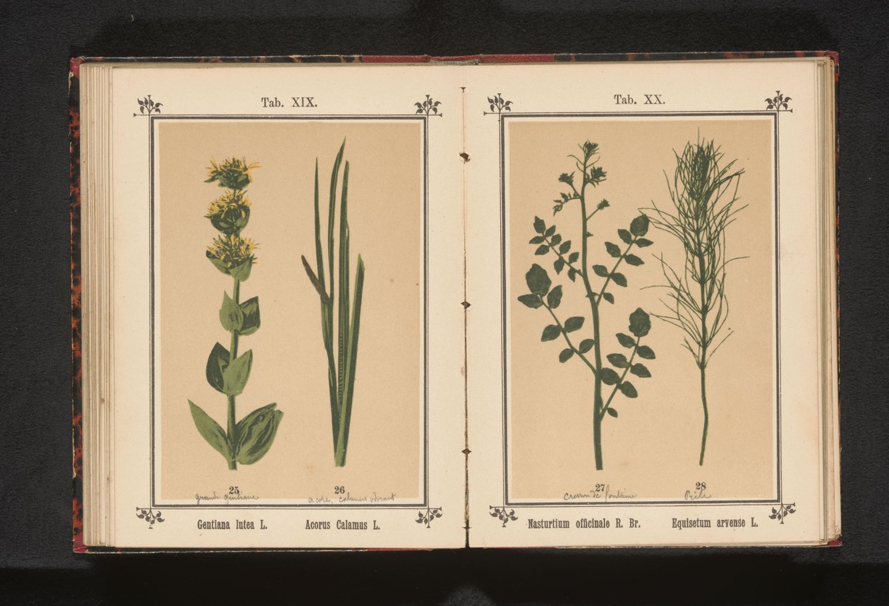 Valkoinen vesikrassi ja korte Nasturtium officinale R. Br. Equisetum arvense L. (otsikko esineessä) tekijältä Anonymous