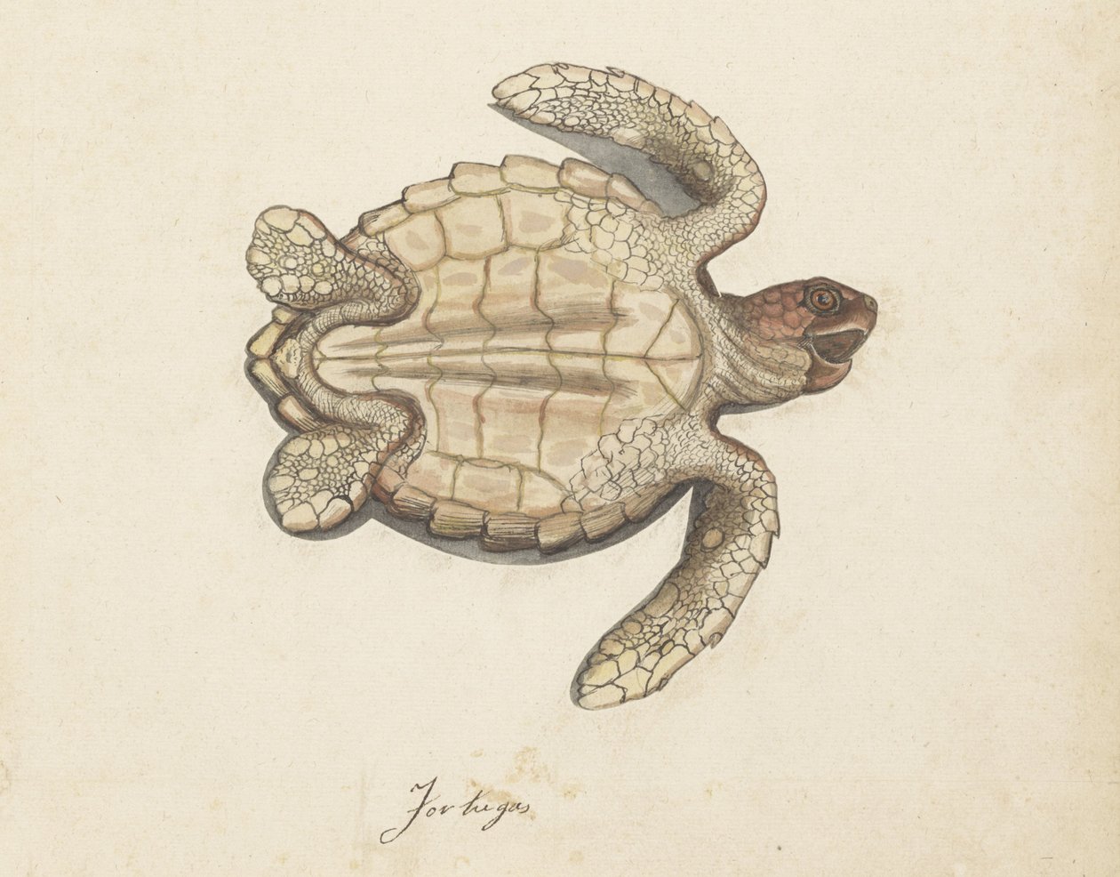 Merikilpikonna Tortugas (otsikko esineessä) Lombard-albumi (sarjan nimi) tekijältä Anonymous
