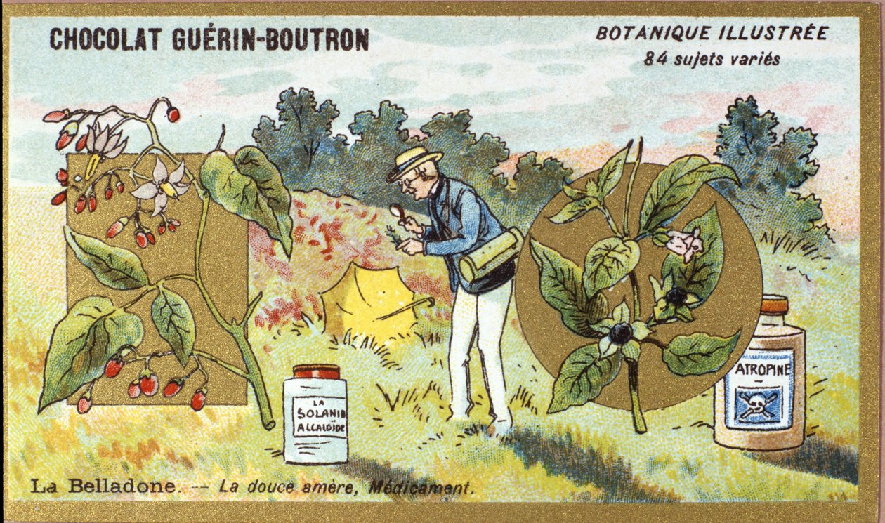 Belladonna: makea katkera, lääke. Kaiverrus (kromo). Mainoskromolitografia Guerin-Boutron-suklaatille, 1800-luvun loppu. Illustree kasvitieteellinen sarja. tekijältä Anonymous Anonymous