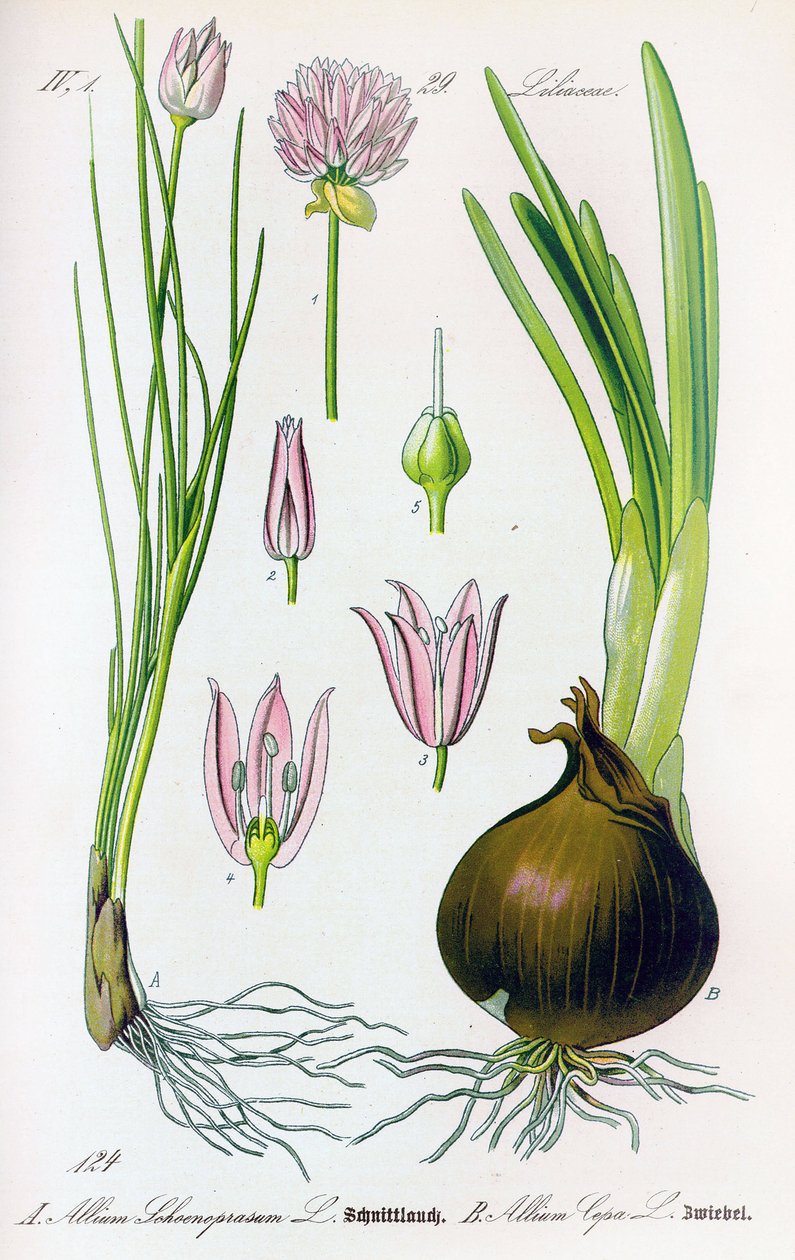 Kasvipuu: Allium schoenoprasum (ruohosipuli) ja allium cepa (sipuli). Levy 29. Yksityinen kokoelma tekijältä Anonymous Anonymous