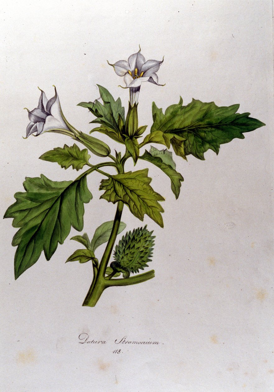 Kasvitieteellinen levy: Datura Stramonium (Datura stramoine tai stramoine officinale). Kaiverrus "Flora Monacensis": Franz von Paula Schrank (1747-1835), saksalainen luonnontieteilijä, Monaco 1816. tekijältä Anonymous Anonymous