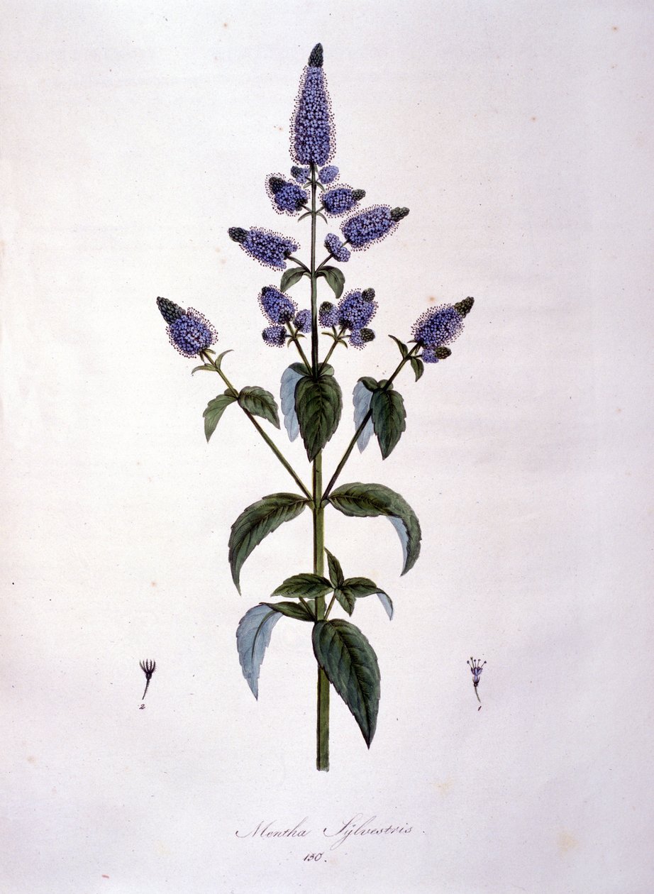 Kasvitieteellinen lauta: villiminttu (mentha sylvestris). 1800-luvun kaiverrus. tekijältä Anonymous Anonymous