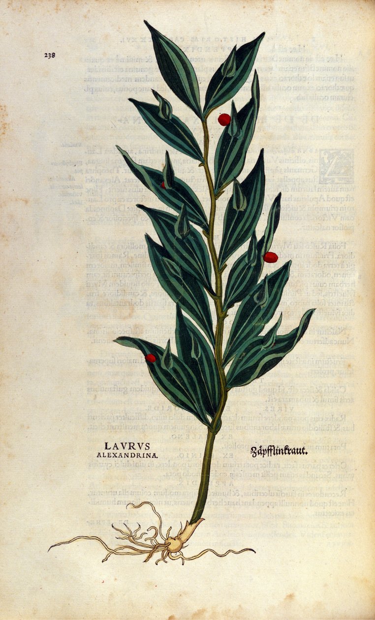 Kasvitieteellinen levy: laurus alexandrina (Laurier d