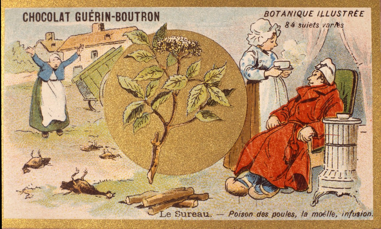 Seljanmarja: kanojen myrkkyä, luuydintä, infuusiota. Kaiverrus (kromo). Mainoskromolitografia Guerin-Boutron-suklaatille, 1800-luvun loppu. Illustree kasvitieteellinen sarja. tekijältä Anonymous Anonymous