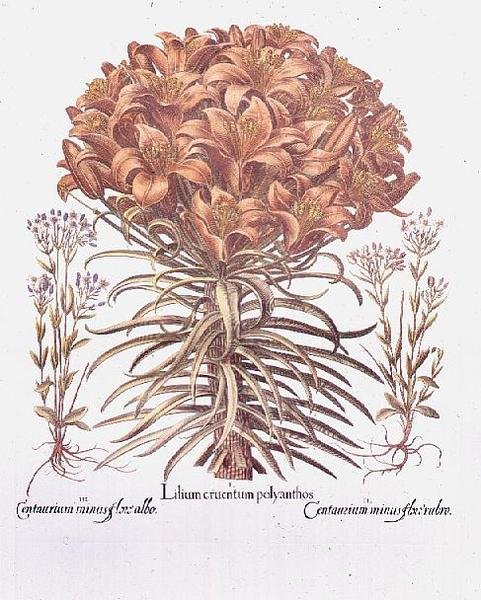Lily ja Centaurea, saksa tekijältä Anonymous Anonymous