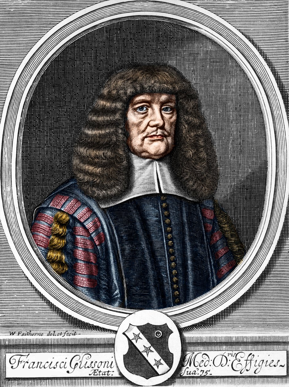 Francis Glissonin (1599-1677) muotokuva brittiläisestä lääkäristä, anatomista. tekijältä Anonymous Anonymous