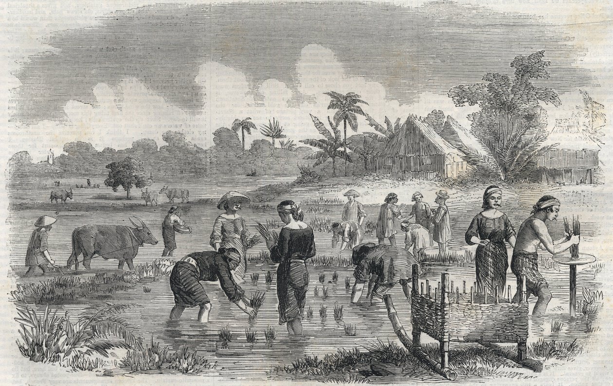 Riisin viljely Manilassa (Manilla) Filippiineillä vuonna 1864. (Riisin istutus Manillassa) Anonyymi kaiverrus. Yksityinen kokoelma. tekijältä Anonymous Anonymous