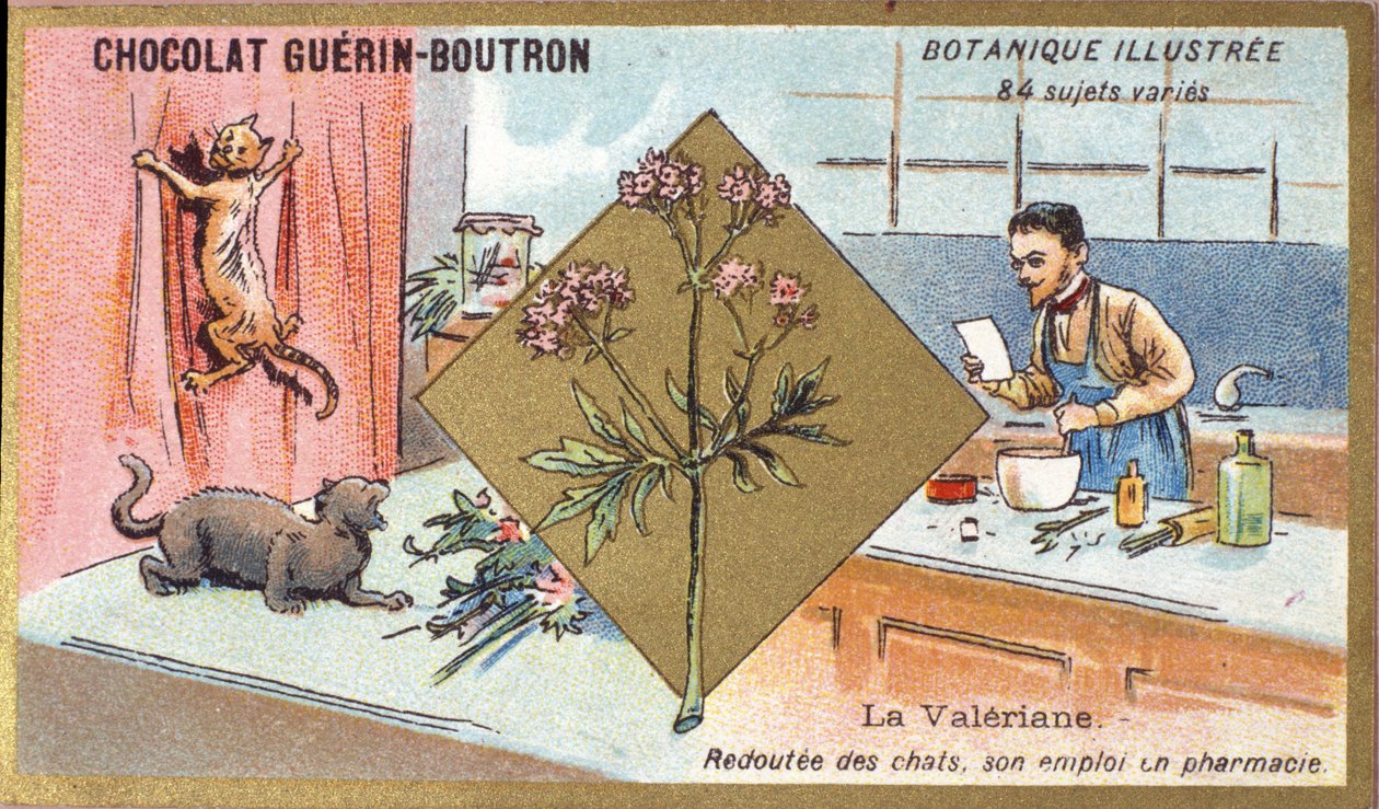 Valerian: pelkää kissoja, hänen työnsä apteekissa. Kaiverrus (kromo). Mainoskromolitografia Guerin-Boutron-suklaatille, 1800-luvun loppu. Illustree kasvitieteellinen sarja. tekijältä Anonymous Anonymous