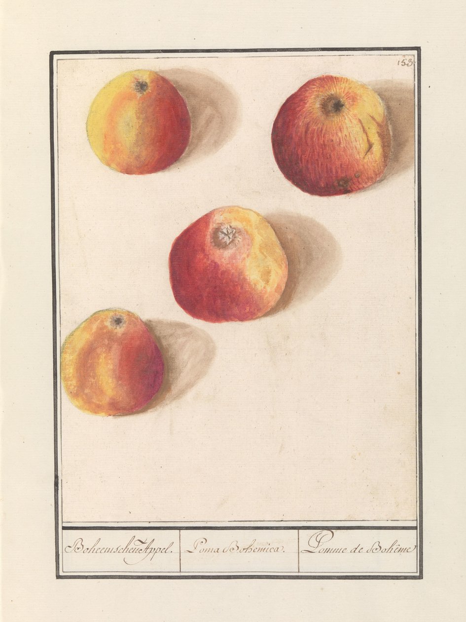 Omena (Malus domestica) Boheemi vetovoima. / Poma Bohemica. / Pomme de Bohême (otsikko esineessä) tekijältä Anselmus Boëtius de Boodt