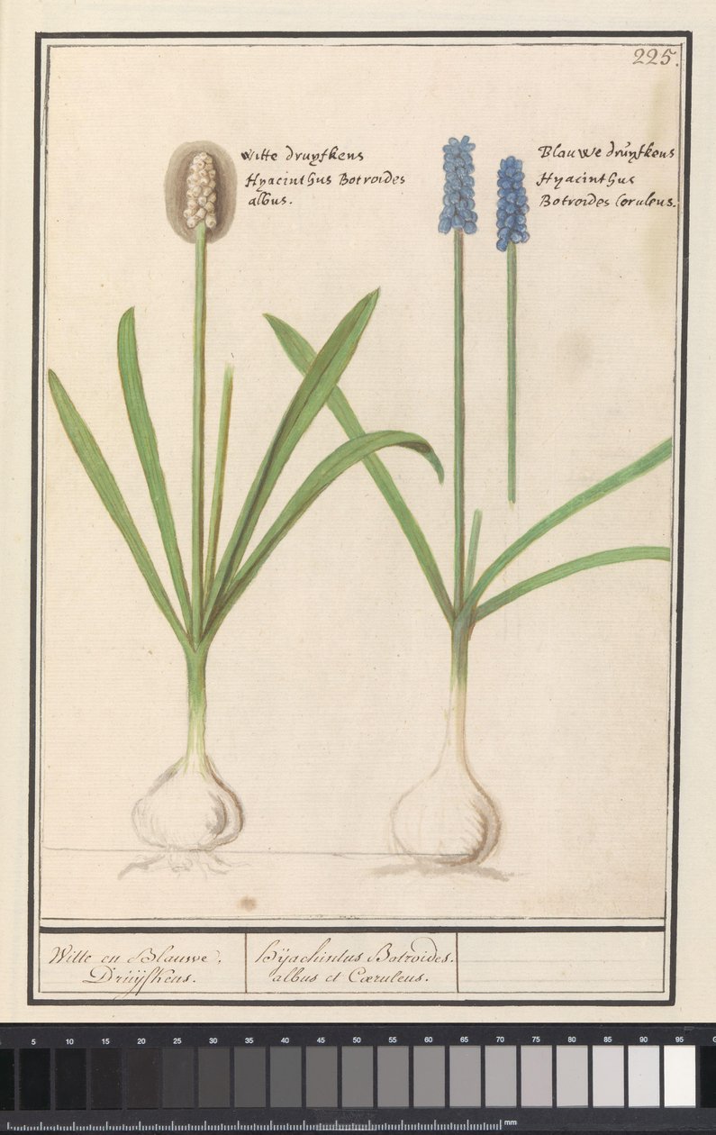 Rypälehyasintit (Muscari botryoides) Valkoinen ja sininen Druijfkens. / Dhijachintus Botroides. albus et coeruleus (otsikko esineessä) tekijältä Anselmus Boëtius de Boodt