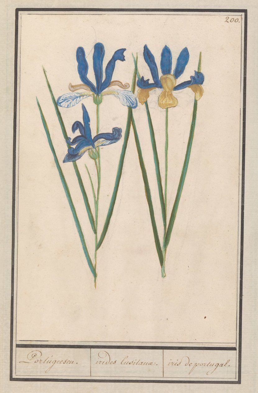 Blauwe lis (Iris sibirica) portugali. / irides lusitanae. / iiris portugali. (otsikko esineessä) tekijältä Anselmus Boëtius de Boodt