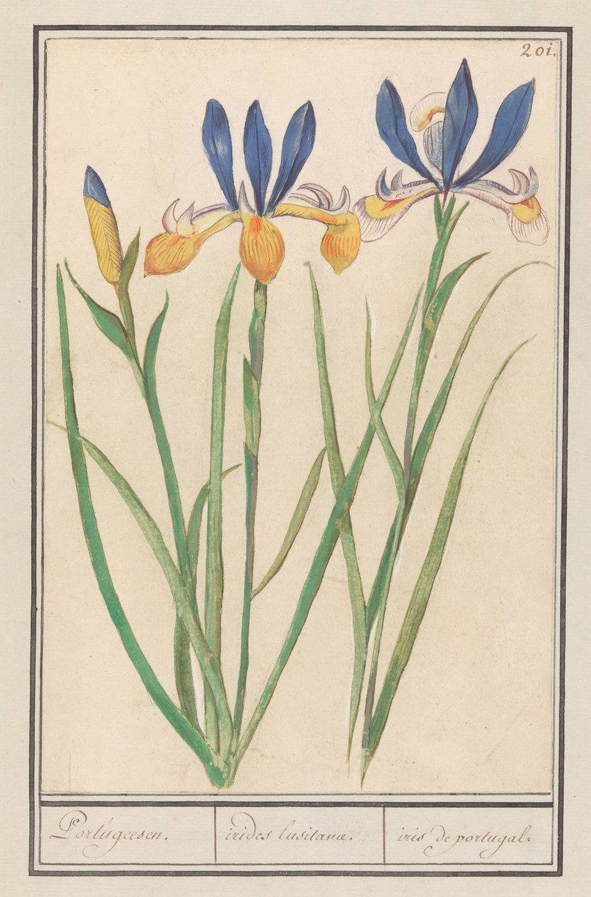 Blauwgele lis (Siperian iiris) Portugalin kieli / Lusitanialaiset sateenkaaret / iiris portugalista (otsikko esineessä) tekijältä Anselmus Boëtius de Boodt