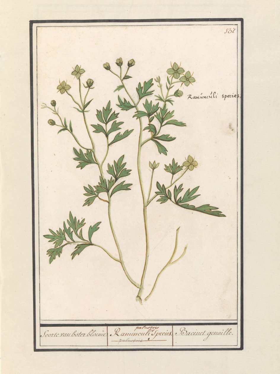 Leinikki (Ranunculus) Buttercup / Ranunculi palustris lajit. / Bacinet genoille. (otsikko esineessä) tekijältä Anselmus Boëtius de Boodt