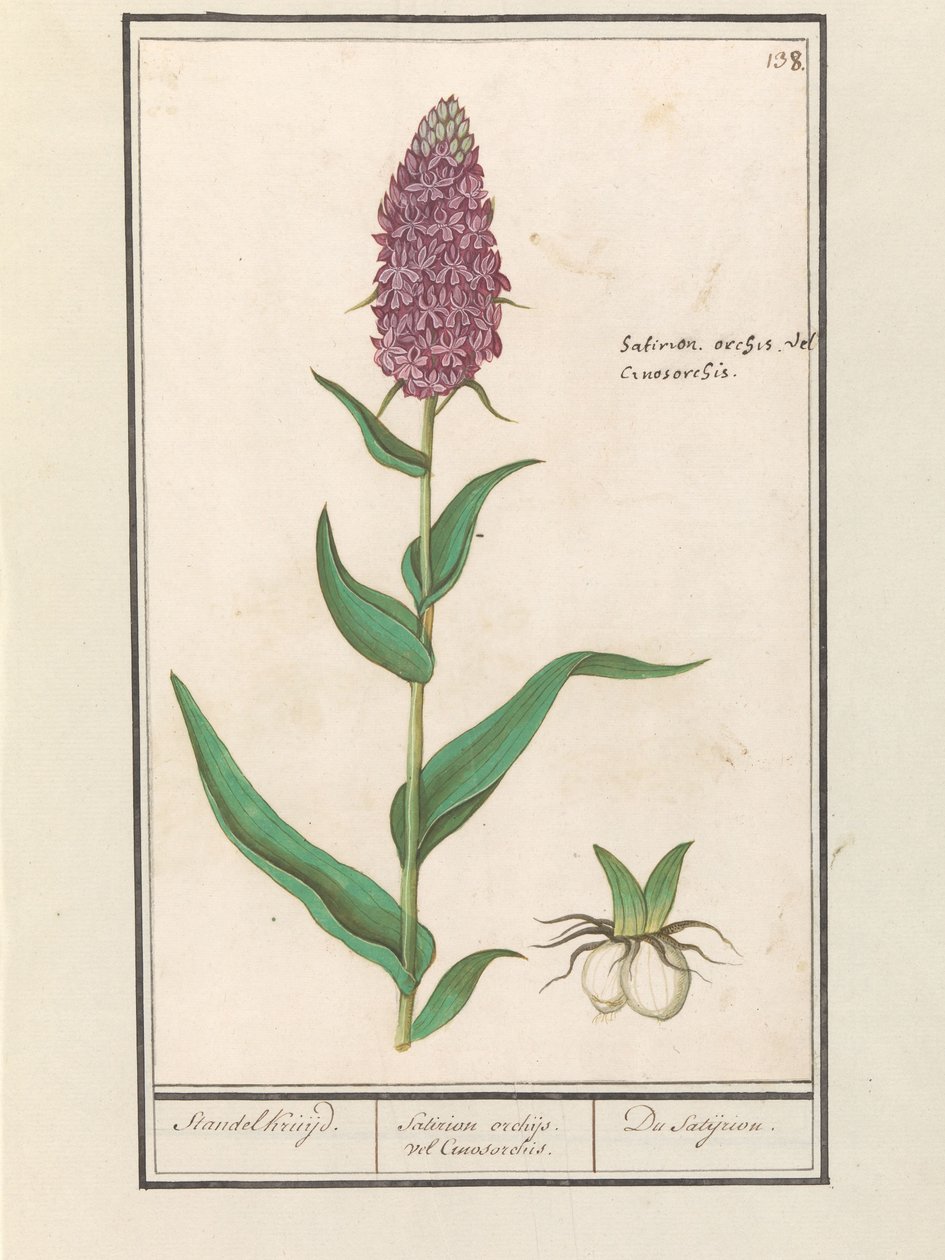 Leveä orkis (Dactylorhiza majalis) Standelcruijd. / Satirion orkideat tai Cynosorchis. / Satijrion. (otsikko esineessä) tekijältä Anselmus Boëtius de Boodt