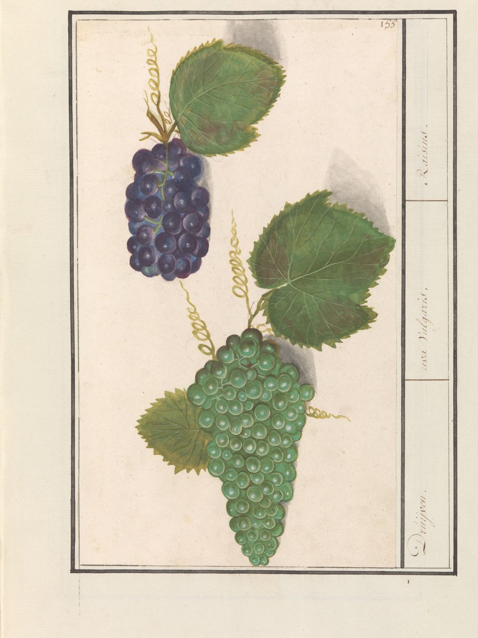 Druif (Vitis vinifera) Druijven. / uva Vulgaris. / Rusinat (otsikko esineessä) tekijältä Anselmus Boëtius de Boodt