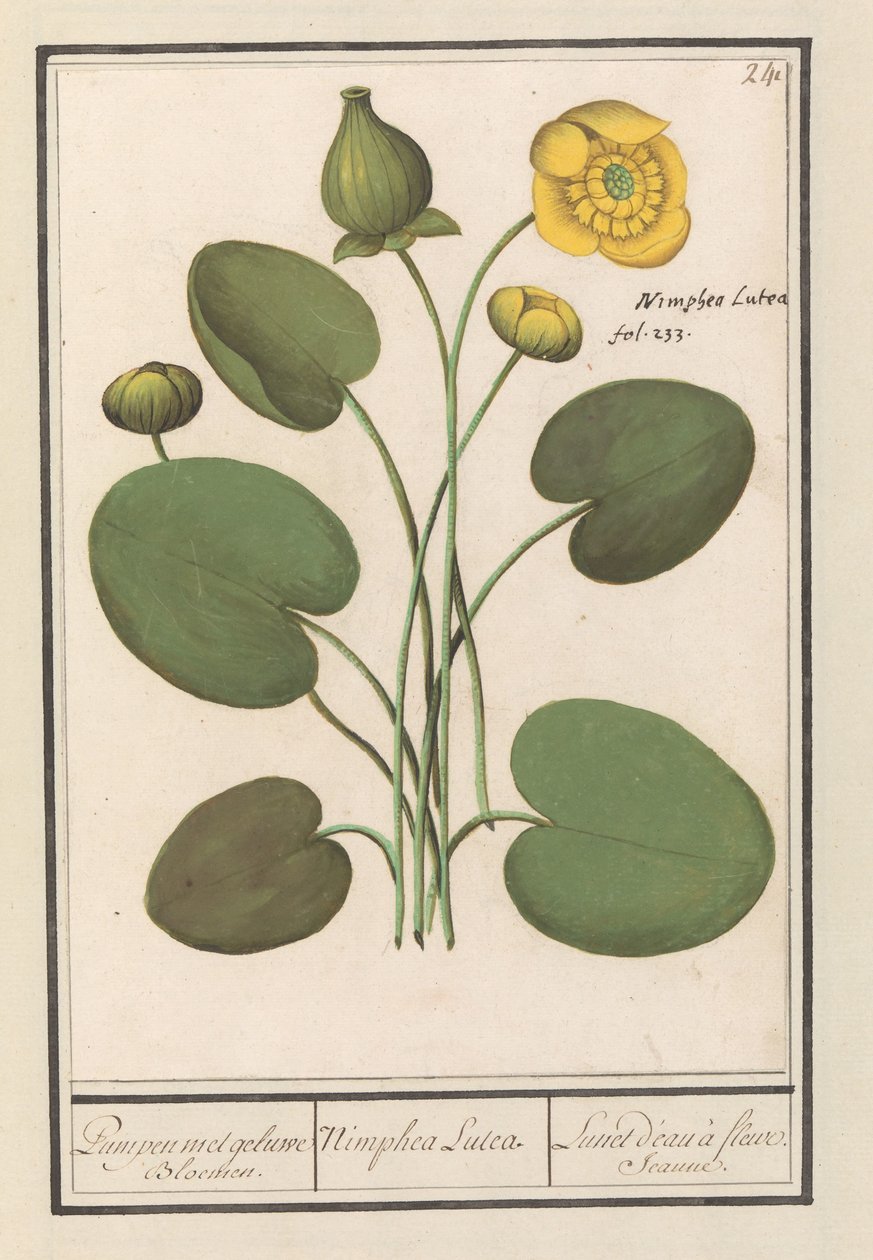 Keltainen levyke (Nuphar lutea) Pumput keltaisilla kukilla. / Nimphea Lutea. / Lunet d