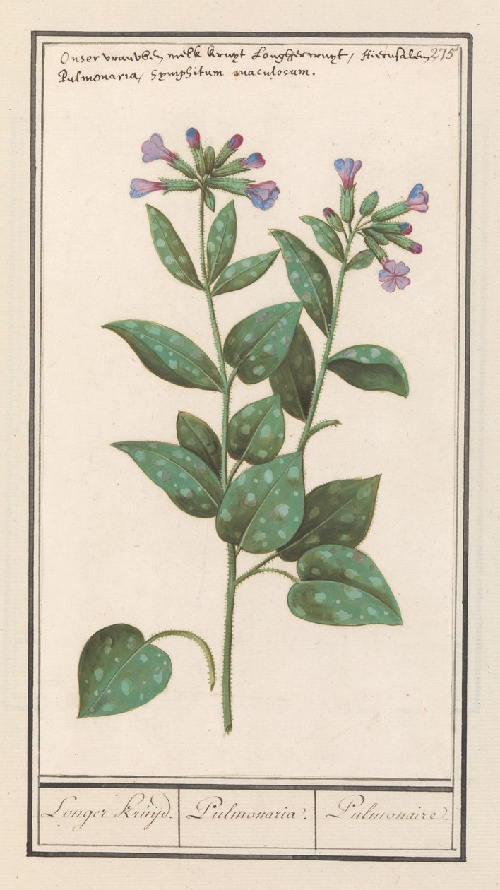 Täplikäs keuhkojuuri (Pulmonaria officinalis) Pidempi Spice. / Pulmonaria. / Keuhko. (otsikko esineessä) tekijältä Anselmus Boëtius de Boodt