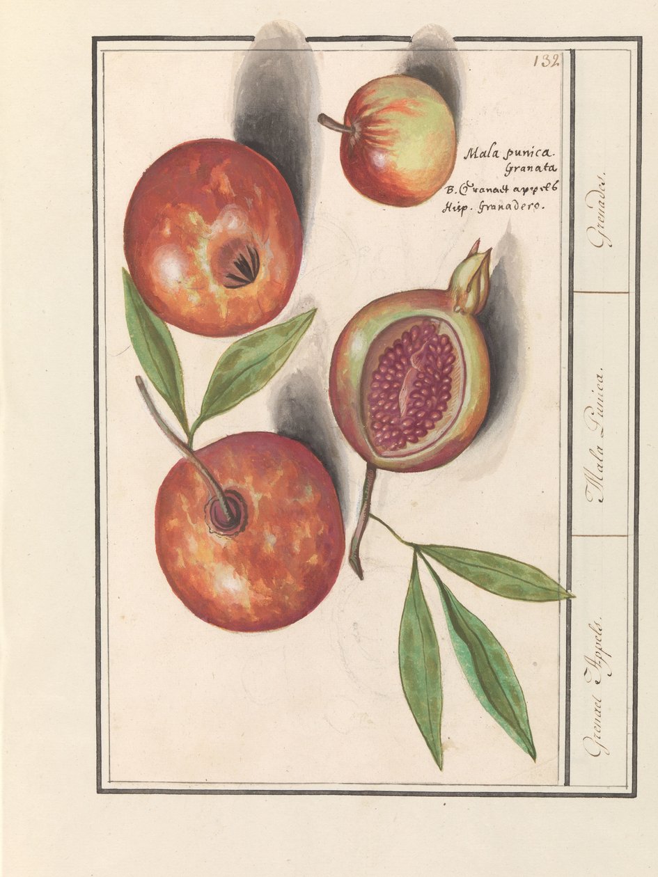 Granaattiomena (Punica granatum) Grenaert omenat. / Mala Punica. / Kranaatit. (otsikko esineessä) tekijältä Anselmus Boëtius de Boodt
