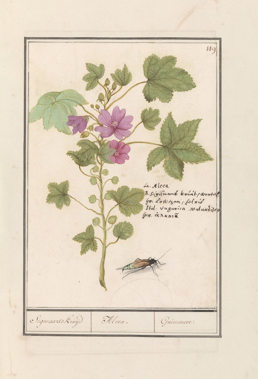 Iso malva (Malva sylvestris) Sigmaardin yrtti / Alcea. / Guimauvre. (otsikko esineessä) tekijältä Anselmus Boëtius de Boodt