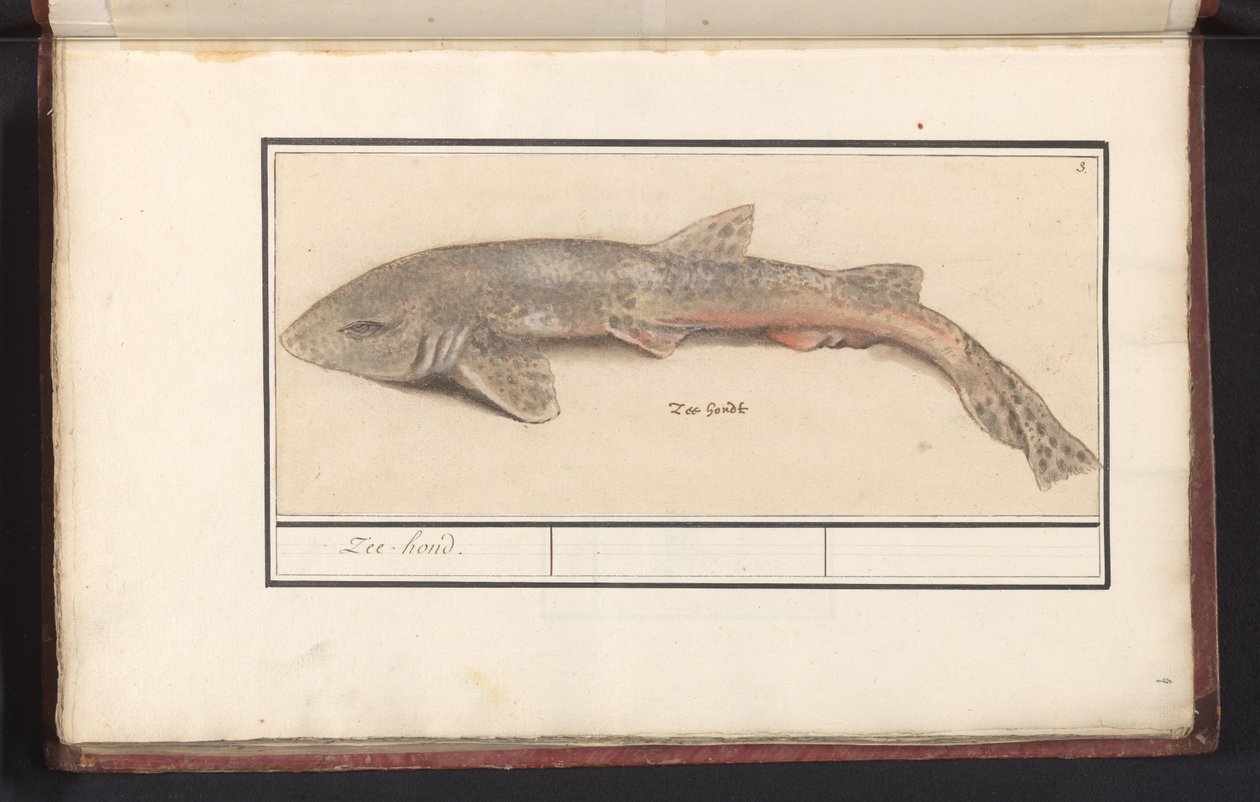 Cassos (Scyliorhinus canicula) Acabat Sea Hound (títol sobre objecte). tekijältä Anselmus Boëtius de Boodt