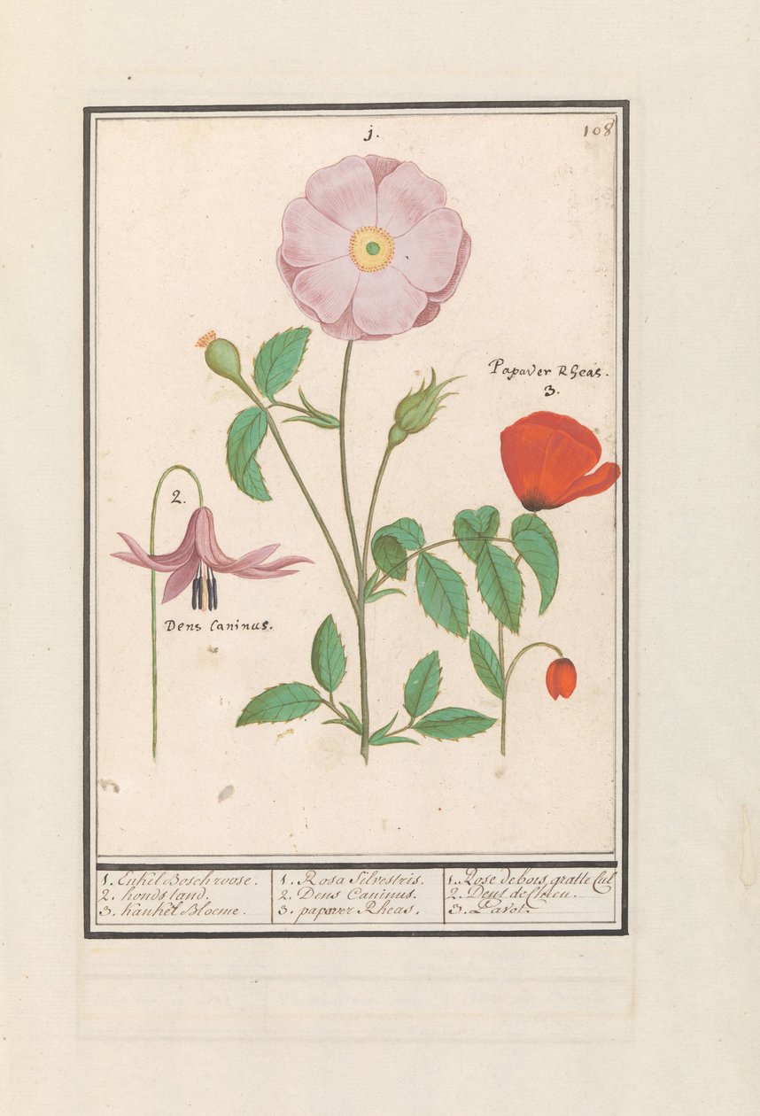 Koiran hammas (Erythronium), villiruusu (Rosa) ja unikko (Poppy) 1. Vain Bosch ruusu. 2. koirateline. 3. Kankel Bloeme. / 1. Rosa Silvestris. 2. Dens Canisus 3. Poppy Rheas. / 1. Rose de bois gratte cul 2. Dent de Chien. 3. Pavot. (otsikko esineessä) tekijältä Anselmus Boëtius de Boodt