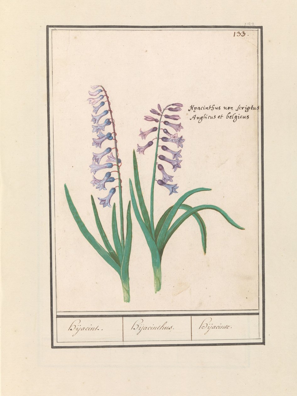 Hyasintti (Hyacinthus orientalis) Hijacin / Hyasintti / Hijacinte (otsikko esineessä) tekijältä Anselmus Boëtius de Boodt