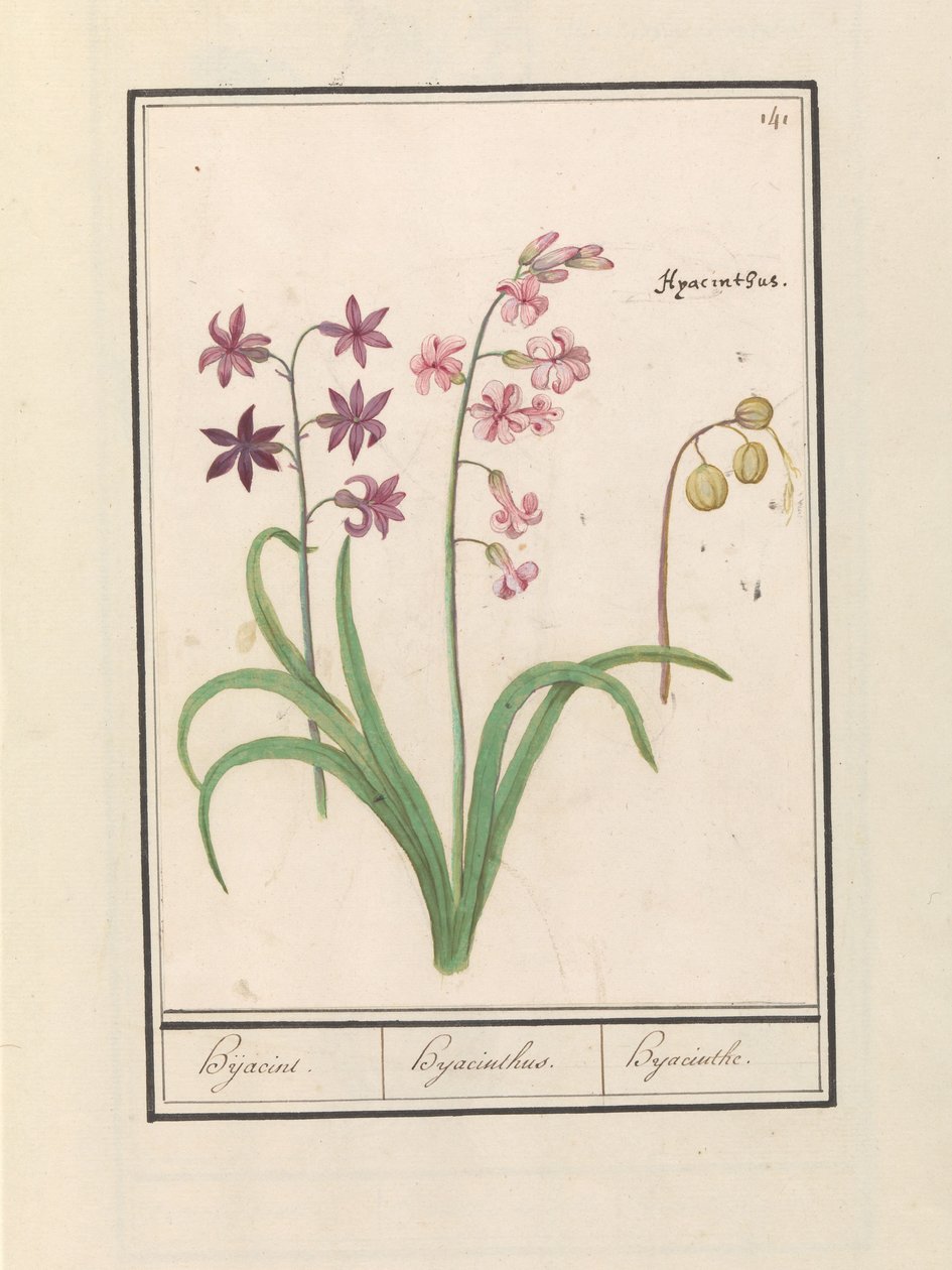 Hyasintti (Hyacinthus orientalis) Hijacin / Hyasintti / Hyasintti (otsikko esineessä) tekijältä Anselmus Boëtius de Boodt