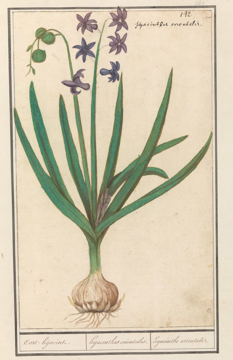Hyasintti (Hyacinthus orientalis) Oost-kaappaus / Itämainen hyasintti. / itämainen hyasintti (otsikko esineessä) tekijältä Anselmus Boëtius de Boodt