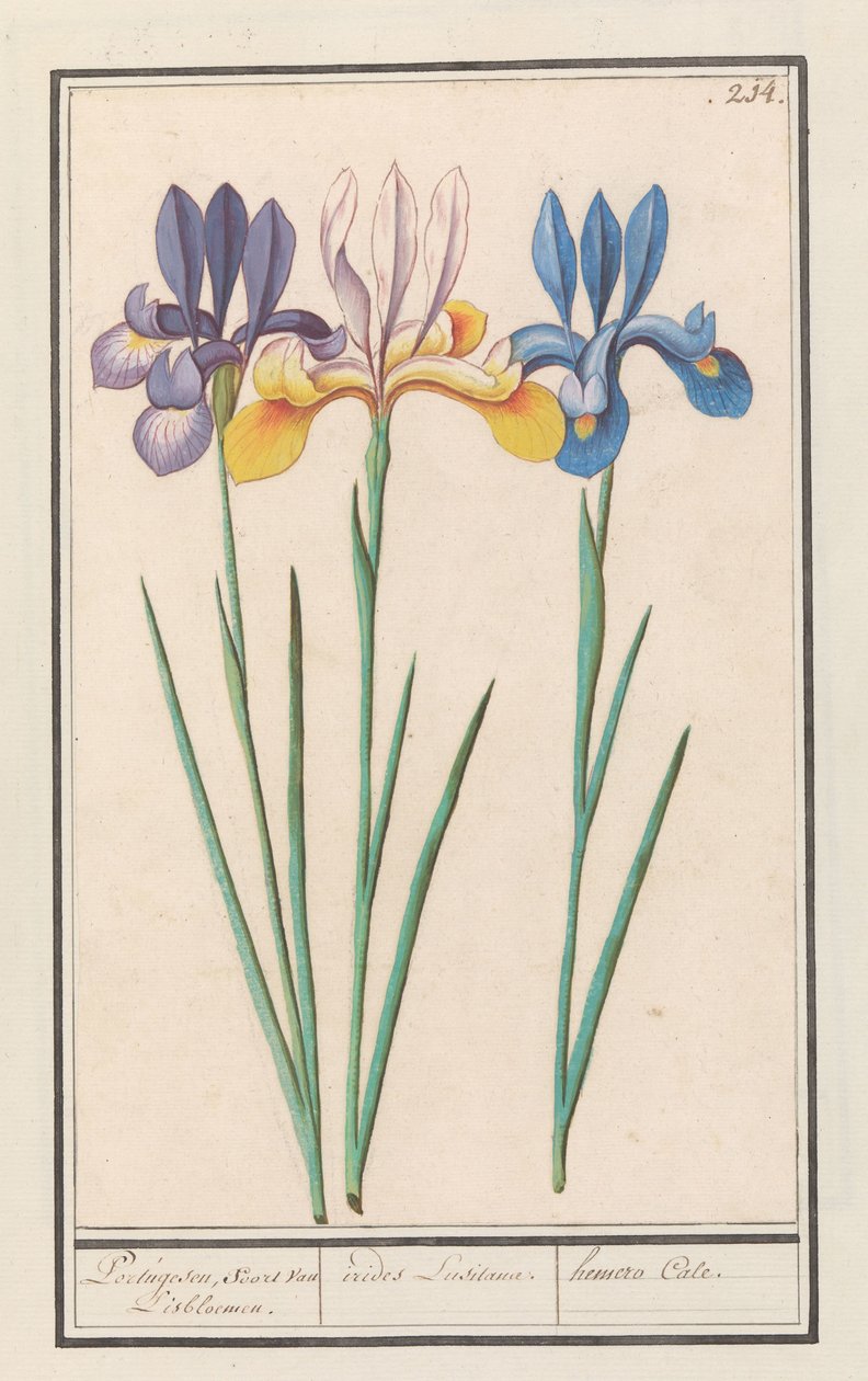 Iris (Iris siberica) portugali, kuten van Lisbloemen. / irides Lusitanae. / hemero Cale. (otsikko esineessä) tekijältä Anselmus Boëtius de Boodt