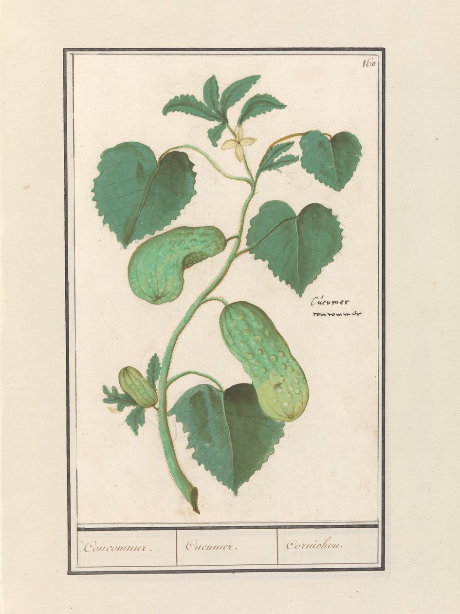 Komkommer (Cucumber sativa) Komkommer. / Kurkku. / Cornichon. (otsikko esineessä) tekijältä Anselmus Boëtius de Boodt