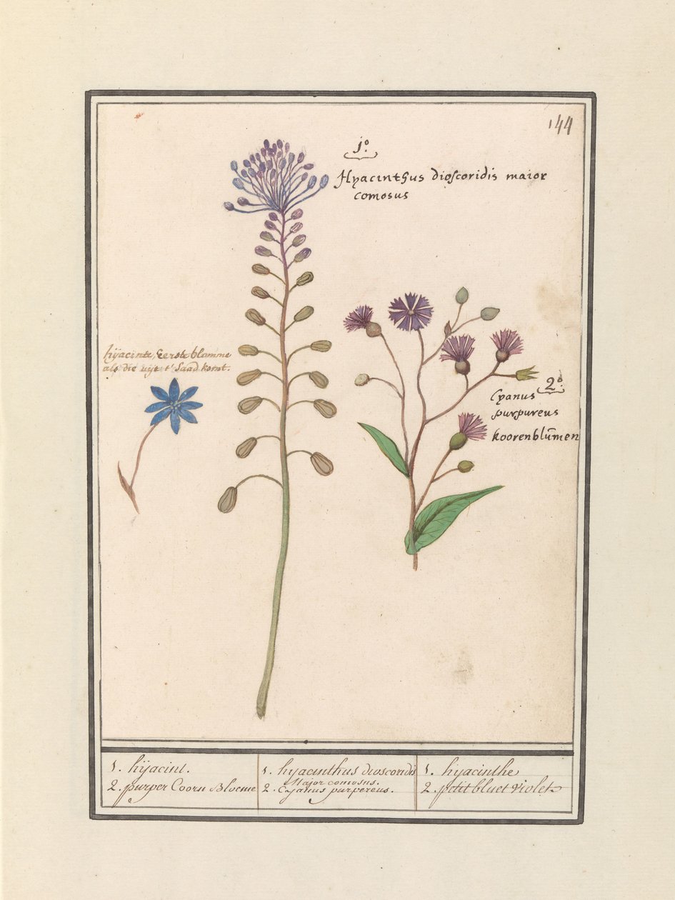 Kuifhyacint (Muscari comosum) en korenbloem (Centaurie) 1. Kaappaus 2. violetti Coorn Bloeme / 1. hyasinttidioskoridit. Komea pormestari. 2. Cajanus violetti. / 1. hyasintti 2. petit bluet violet (otsikko esineessä) tekijältä Anselmus Boëtius de Boodt