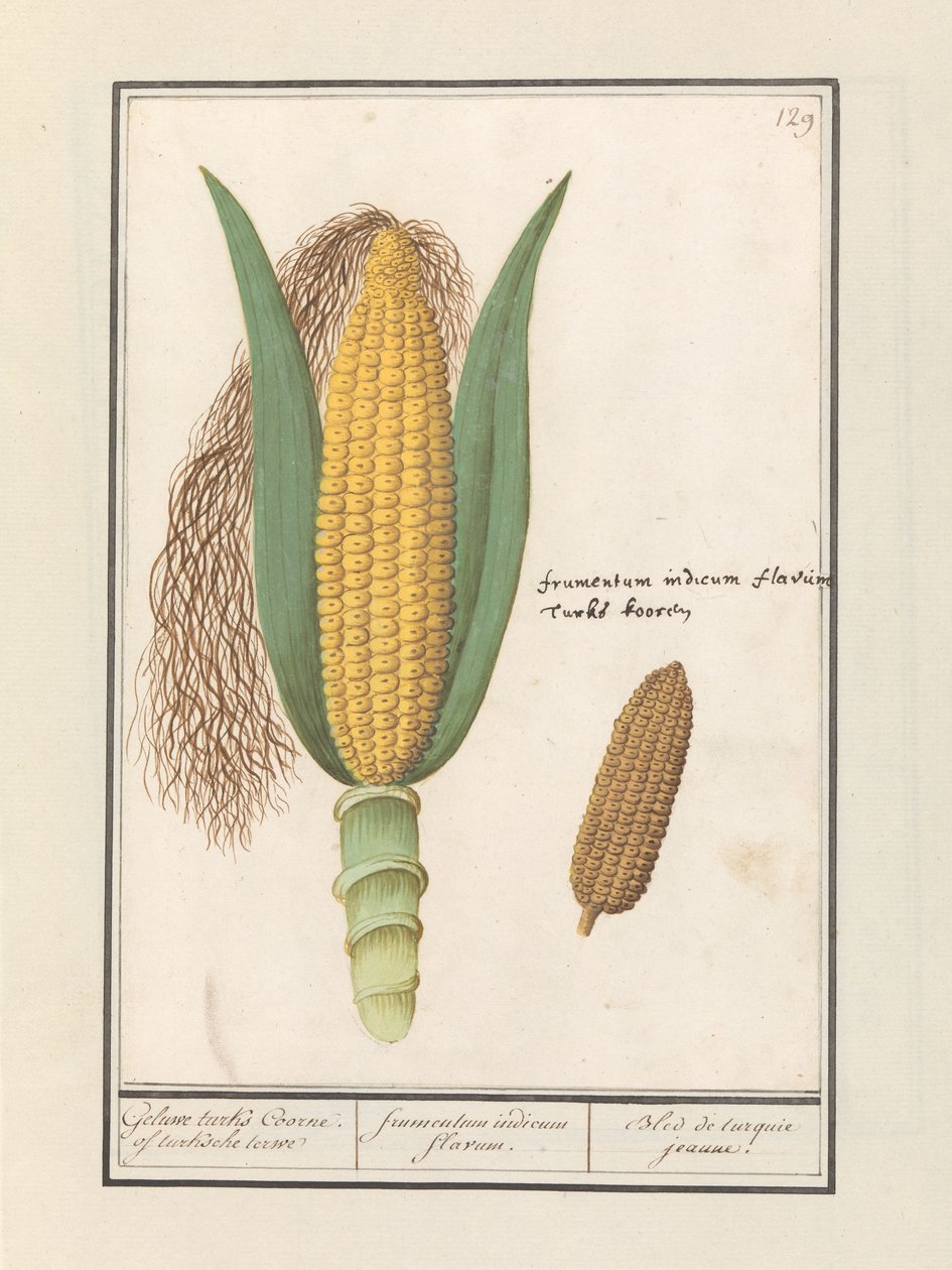 Maissi (Zea mays) Geluwe turks Coorne. turksche terwe / keltainen intialainen maissi / Bled de turquie jeaune (otsikko esineessä) tekijältä Anselmus Boëtius de Boodt