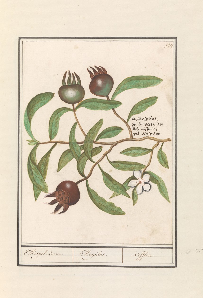 Mispeli (Mespilus germanica) Mispeli puu. / Mespilus. / Nefflier (otsikko esineessä) tekijältä Anselmus Boëtius de Boodt
