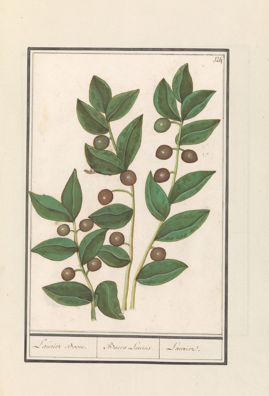 Oliivi (Olea europaea) Laurel puu. / Bacca Laurus. / Laurel (otsikko esineessä) tekijältä Anselmus Boëtius de Boodt