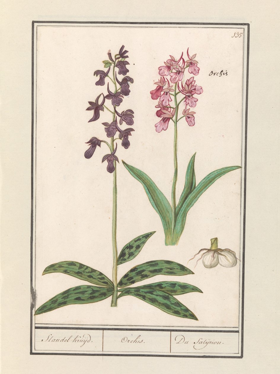 Orkideat (Orchidaceae) Standelin risteily. / Orchis. / Satijrion. (otsikko esineessä) tekijältä Anselmus Boëtius de Boodt