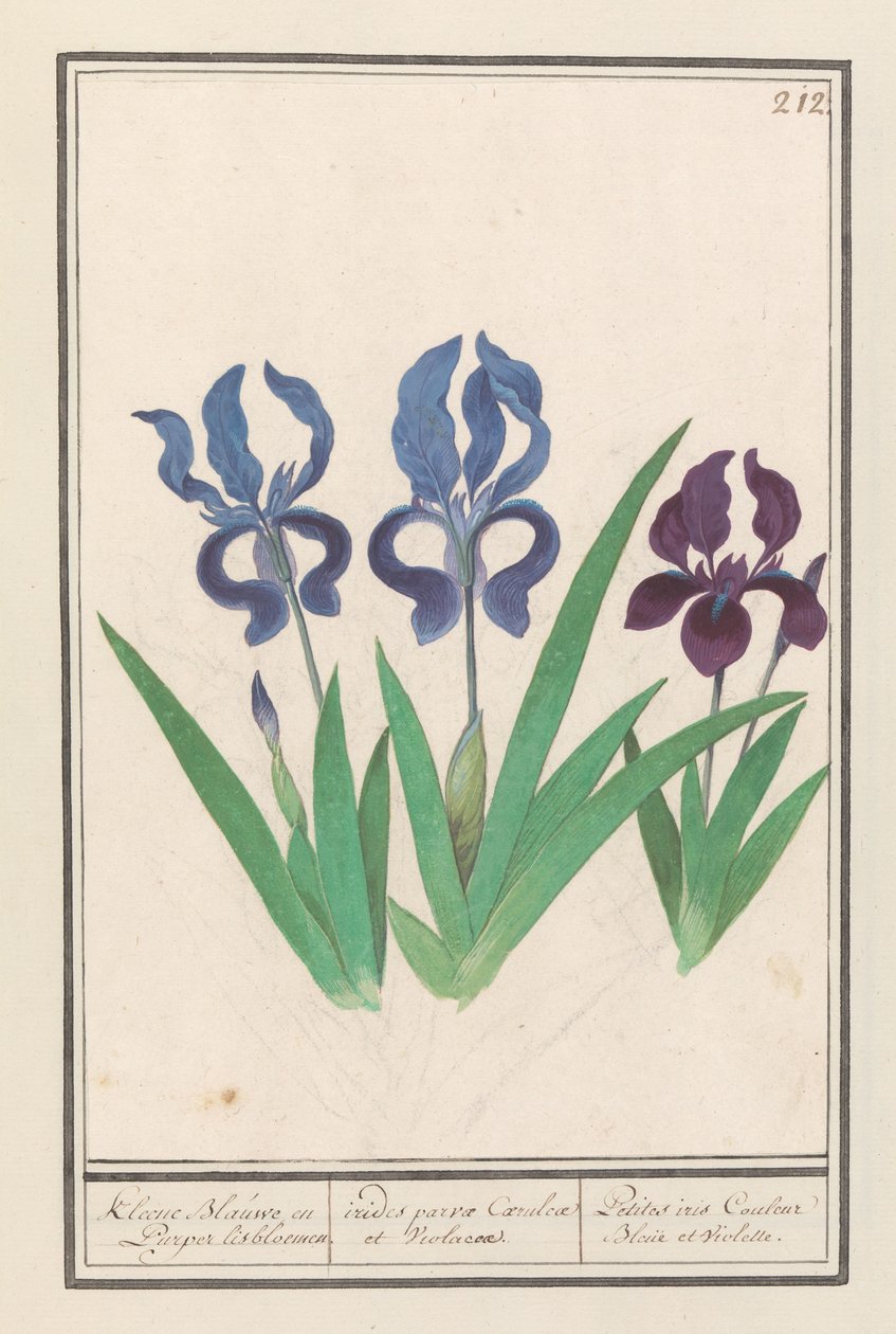 Paarse iris (Iris germanica) Kleene Blauwe en Puper lisbloemen / pienet violetit ja violetit sateenkaaret. / Petites irises Couleur Bleue et Violette (otsikko esineessä) tekijältä Anselmus Boëtius de Boodt