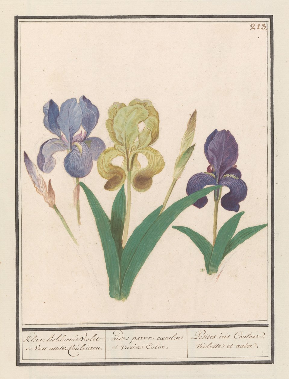 Paarse iris (Iris germanica) Kleene lisbloemen Violet ja van ander Couleuren. / pieniä sateenkaareja sinistä ja eri värejä. / Petite iris Couleur Violette et al. (otsikko esineessä) tekijältä Anselmus Boëtius de Boodt