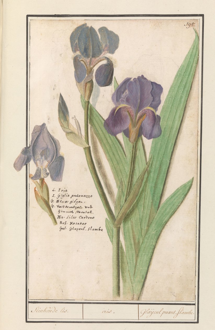 Paarse iris (Iris germanica) Stinkende lis. /iiris. / Haisevia gladioleja. liekit. (otsikko esineessä) tekijältä Anselmus Boëtius de Boodt