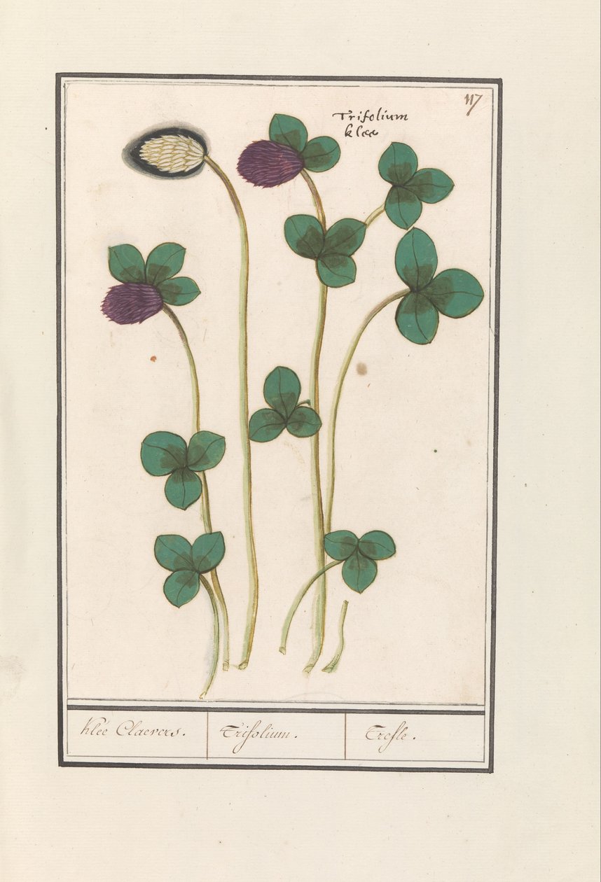 Puna-apila (Trifolium pratense) Klee Claevers. / Trifolium. / Trefle (otsikko esineessä) tekijältä Anselmus Boëtius de Boodt