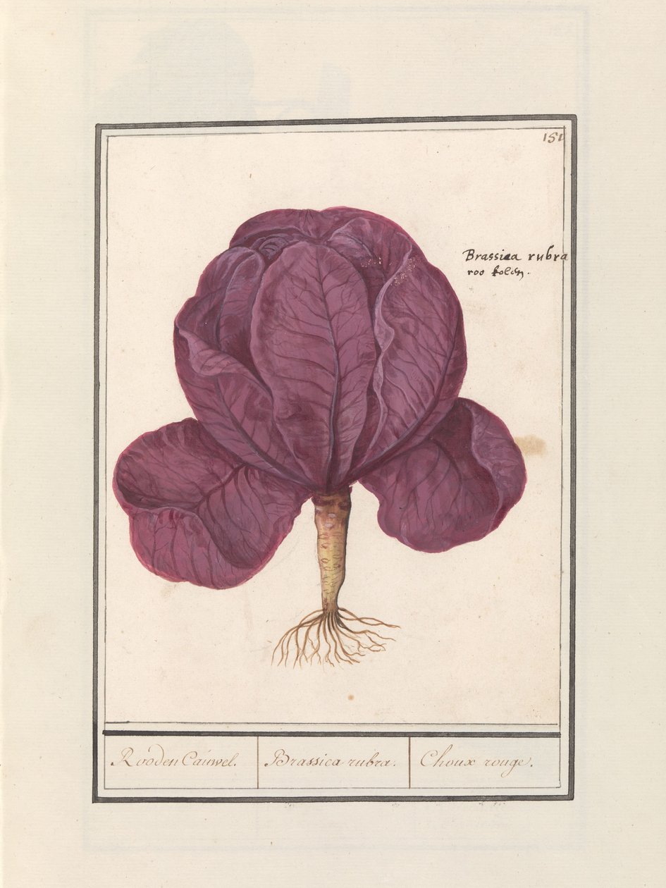 Punakaali (Brassica oleracea convar. capitata var. rubra) Punainen Cauwel. / Brassica rubra. / Choux rouge (otsikko esineessä) tekijältä Anselmus Boëtius de Boodt