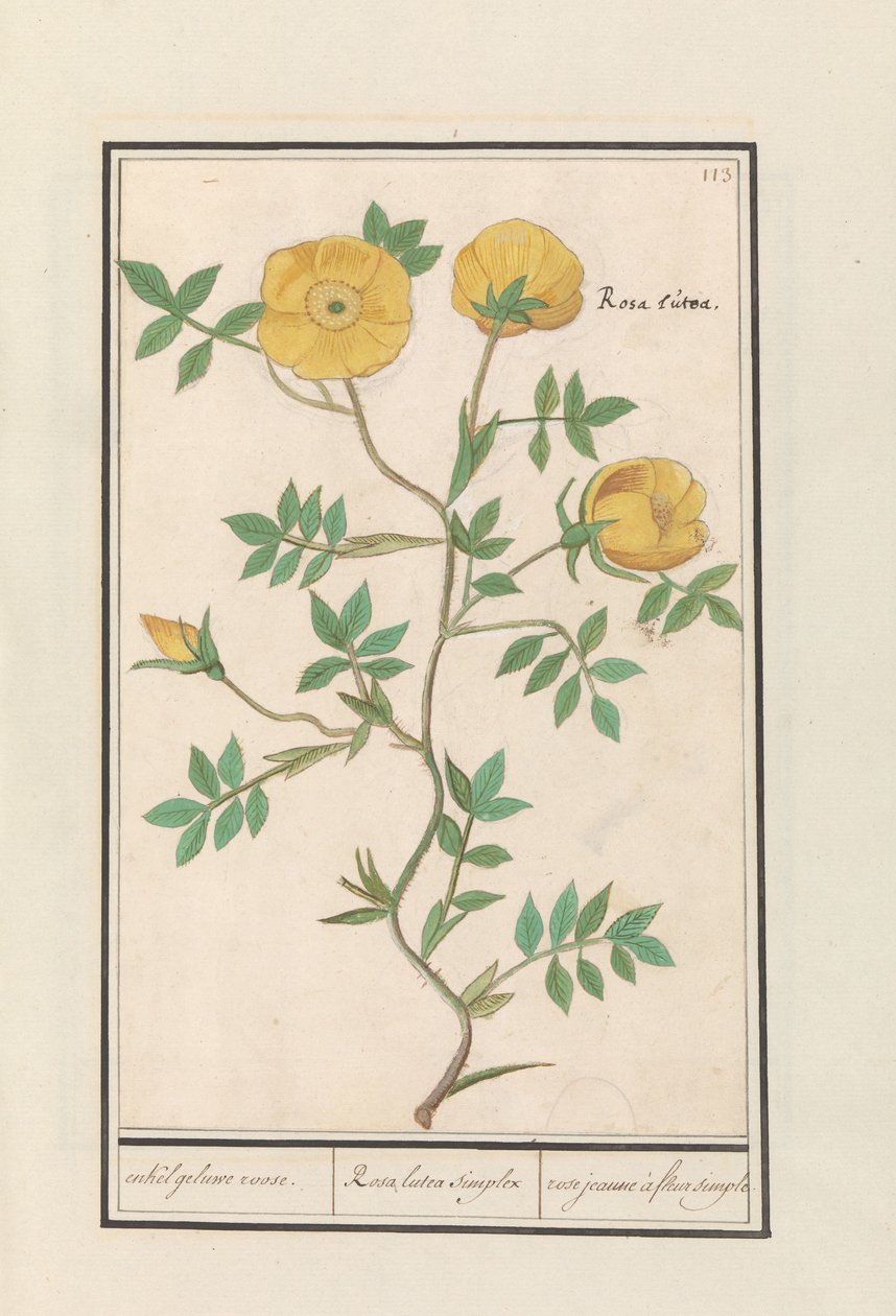 Ruusu (Rosa) joku keltainen ruusu. / Rosa lutea simplex / rose jeaune à fleur simple (otsikko esineessä) tekijältä Anselmus Boëtius de Boodt