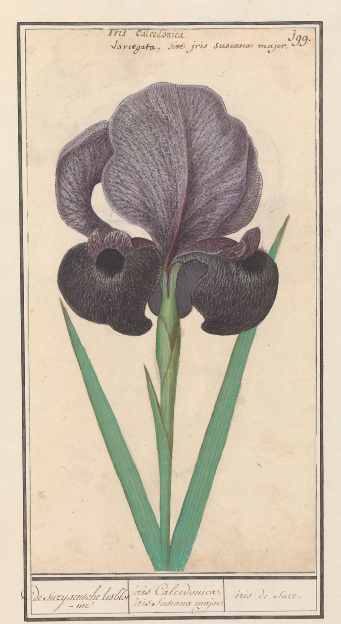 Rouw iiris (Iris susiana) alkaen suzyaensche lisbloeme / iris Calcedonica. iris Susiana major. / suze iiris. (otsikko esineessä) tekijältä Anselmus Boëtius de Boodt