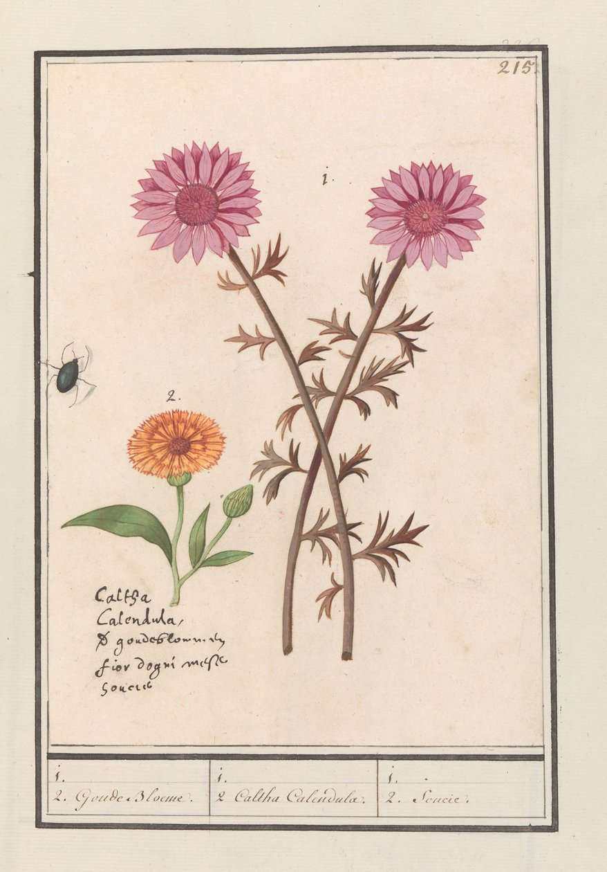 Vaaleanpunainen kukka (tuntematon) ja kehäkukka (Calendula officinalis) 1. 2. Kultaiset kukat. / 1. 2. Caltha Calendula. / 1. 2. Soucie. (otsikko esineessä) tekijältä Anselmus Boëtius de Boodt